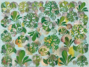 Composition With Shells And Algae — Philip Taaffe