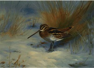 Snipe In The Snow — Archibald Thorburn