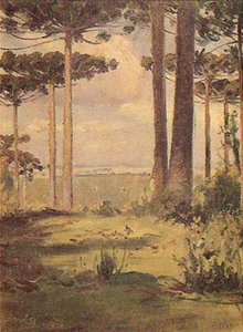 Portuguese Pinheiros Pine trees