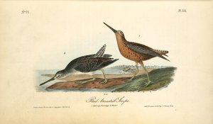 Red-breasted Snipe. 1. Spring Plumage. 2. Winter — John James Audubon