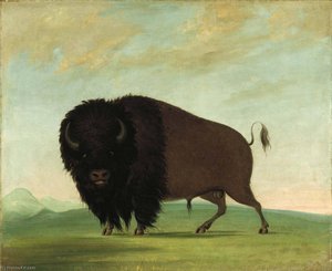 Buffalo Bull, Grazing On The Prairie — George Catlin