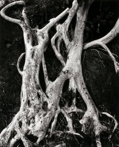 Banyan Roots — Brett Weston