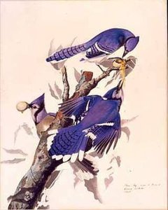 Blue Jay — Robert Havell