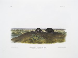 Condylura Cristata, Common Star-nose Mole. Natural Size — John James Audubon