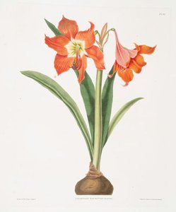 Amaryllis Equestris (major) — Robert Havell