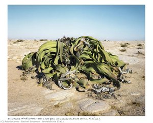 Welwitschia 22411 — Rachel Sussman
