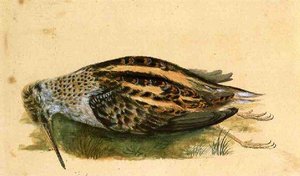 Woodcock — John James Audubon