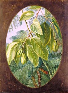 Foliage And Fruit Of Two Indian Trees — Marianne North