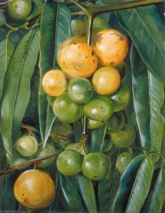 Foliage And Fruit Of The Gourka Or Goraka, Of India — Marianne North