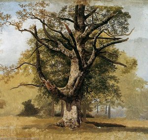 Beech tree Sun
