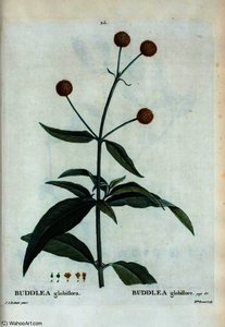 Buddlea globiflora