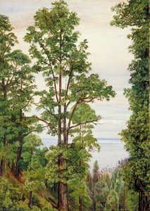 The Canary Islands Pine At Icod, Teneriffe — Marianne North