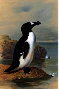 The Great Auk — Archibald Thorburn