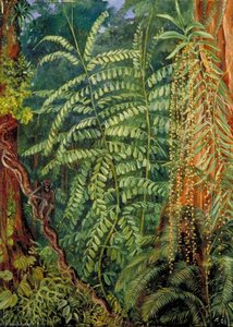 Vegetation And Ourang Outang In Forest Of Mattanga, Borneo — Marianne North