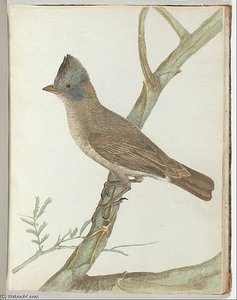 Crested Thrush — John William Lewin