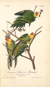 Carolina Parrot, Or Parrakeet. 1. 2. Males. 3. Female. 4. Young. — John James Audubon