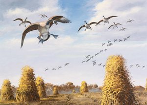 Canada Geese Coming In For A Landing — David Maass
