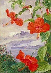 Mandrinette And Mountain Home Of The Pitcher Plant In The Distance — Marianne North, Academic Illustration