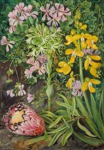 An Old Friend And Its Associates In South Africa — Marianne North, Victorian Romanticism