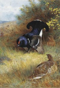 On The Edge Of The Moor; Blackcock Displaying — Archibald Thorburn