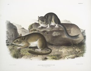 Neotoma Drummondii, Rocky Mountain Neotoma. Natural Size — John James Audubon