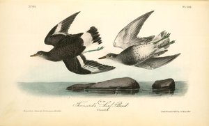Townsend's Surf-bird. Females — John James Audubon