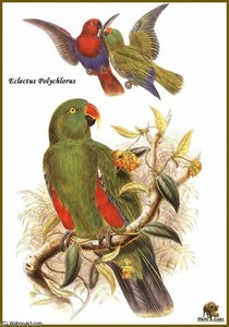 Grand Eclectus — John Gould