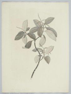 Ascarina Lucida Hooker F. — Sydney Parkinson