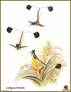 Colibri _raquettes De Loddiges — John Gould