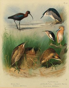 Glossy Ibis, Common Bittern, Night-heron, Little Bittern, Squacco Heron, American Bittern — Archibald Thorburn