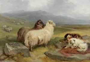 Highland Landscape With Sheep And Dogs