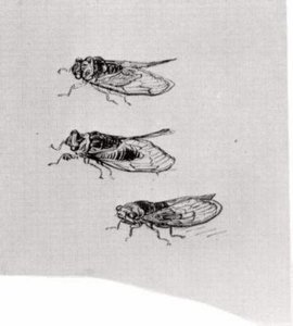 Three Cicadas — Vincent Willem Van Gogh