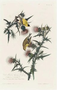 American Goldfinch — Robert Havell