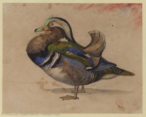 A Mandarin Drake — Eugène Delacroix