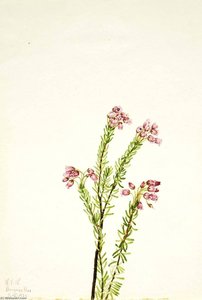 Pink Mountain Heather (phyllodoce Empetriformis) — Mary Vaux Walcott