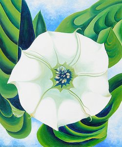 Jimson Weed — Georgia O'keeffe