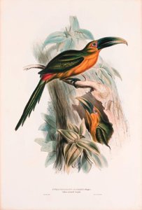 Saffron-coloured Aracari And Golden-green Aracari — Edward Lear, Academic Naturalism