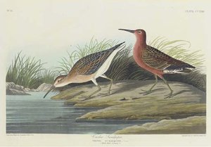 Curlew Sandpiper — Robert Havell