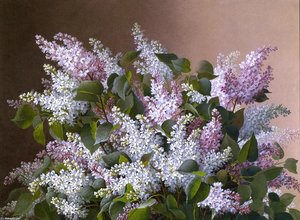 Spray Of Lilacs — Raoul De Longpre
