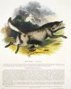 The Wolf Educational — Josiah Wood Whymper