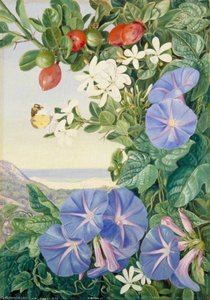 Amantungula In Flower And Fruit, And Blue Ipomoea, South Africa — Marianne North