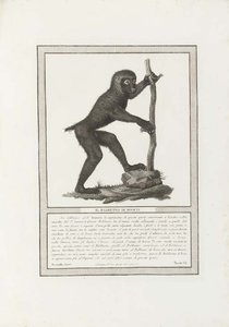 Natural History Of The Apes — Nicolas Henri Jacob