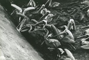Untitled — George Daniell