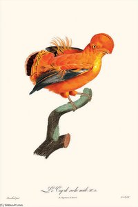 The Rooster Rock, Male — Jacques Barraband