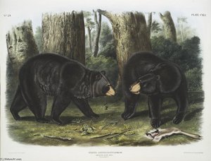 Ursus Americanus, American Black Bear. Male ^ Female — John James Audubon