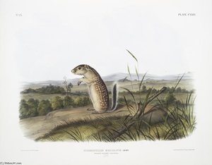 Spermophilus Mexicanus, Mexican Marmot Squirrel. Male. Natural Size — John James Audubon
