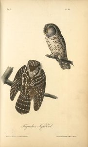 Tengmalm's Night-owl — John James Audubon
