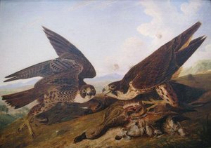 Duck Hawks — John James Audubon