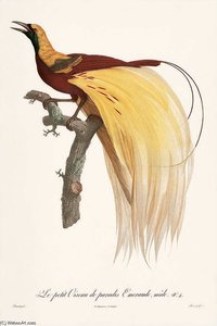 Little Bird Of Paradise Emerald Male — Jacques Barraband