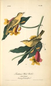 Rathbone's Wood-warbler. 1. Male. 2.female — John James Audubon